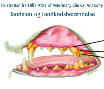 Tandsten og tandkødsbetændelse i en kats mund