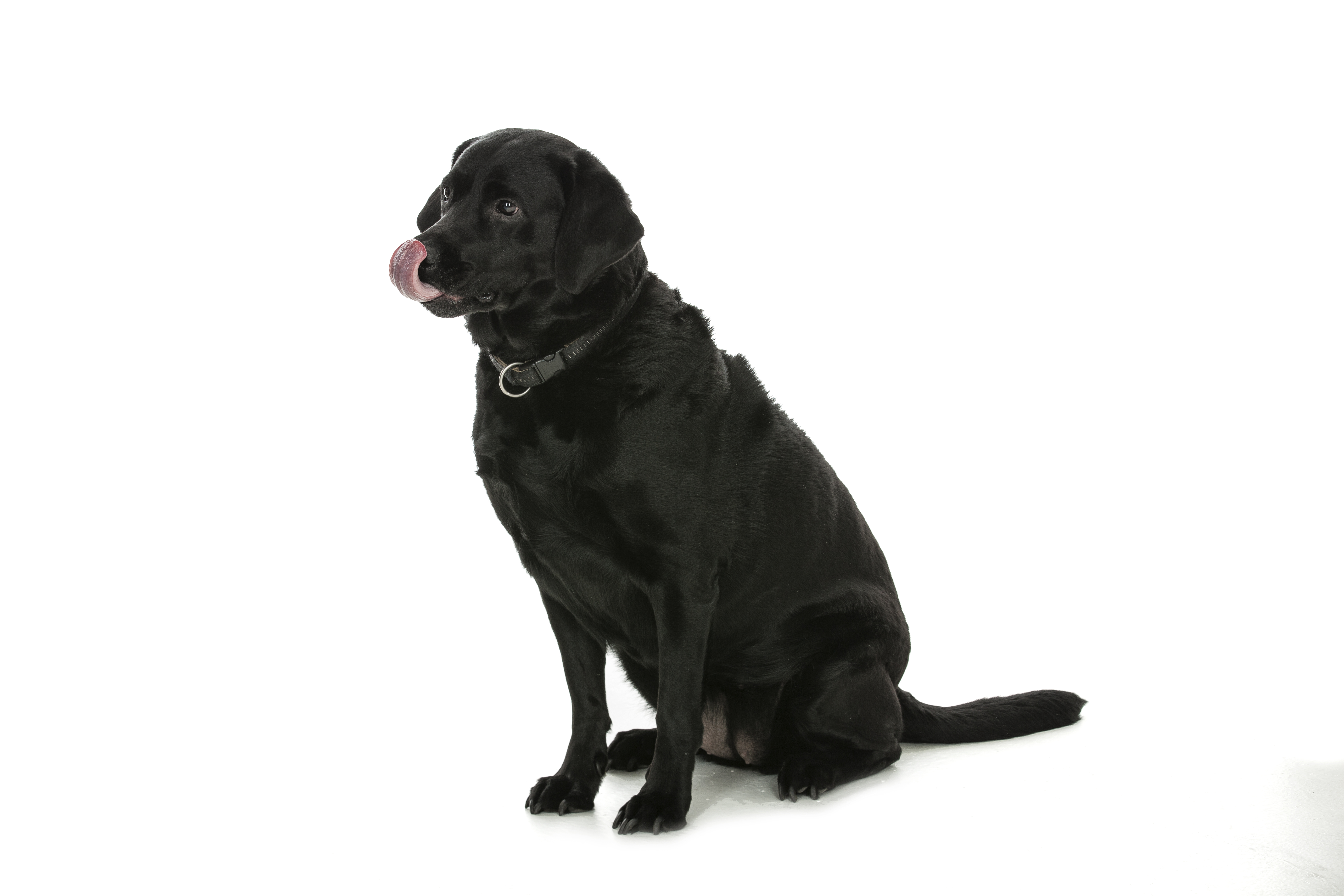 Hund med stor appetit slikker sig om munden