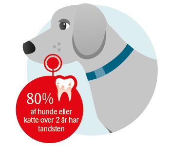 Illustration af at 80% af hunde over 2 år har tandsten
