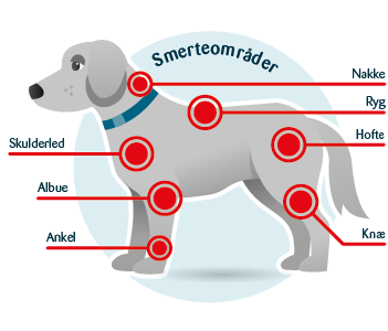 Smerteområder hos hunde med gigt